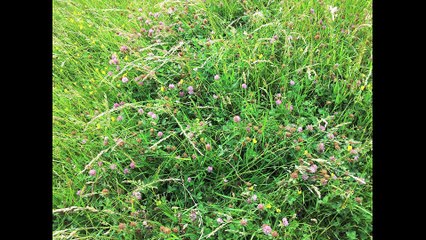 Le Mag de l'environnement - Une manade au service de la biodiversité