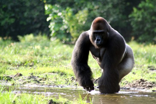 горилла ебет женщину Видео - HyTube.ru