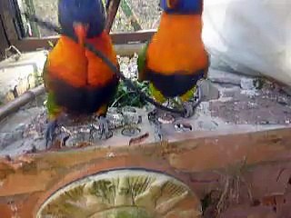 jeux loriquets arc - en ciel