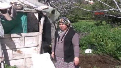 Mersin Sütünü Satarak Çocuklarını Okuttuğu İneği Çalıp Kestiler