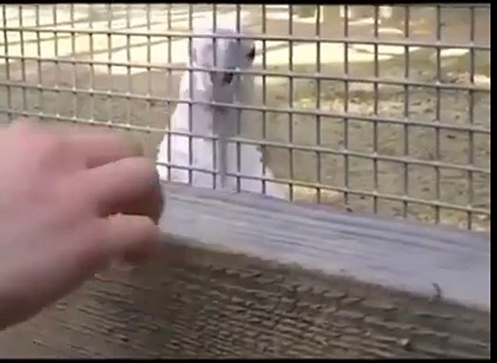 Parrots are intelligent