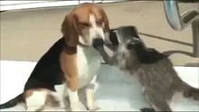 Funny Raccoon vs Dog !