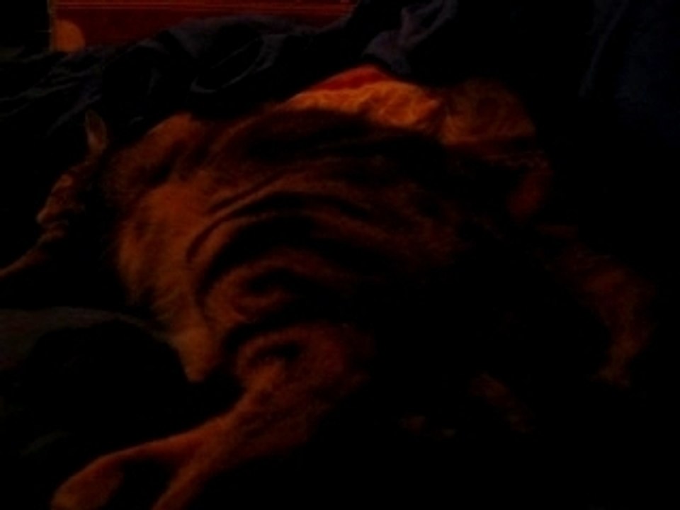 Mise bas chatons Kéra