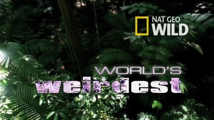 World's Weirdest - Bat Hunts in _Stealth Mode_