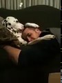 Sahibini Kucağında Uyutan Köpek