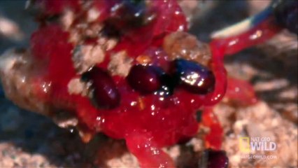 World's Weirdest - Blood-Squirting Lizard