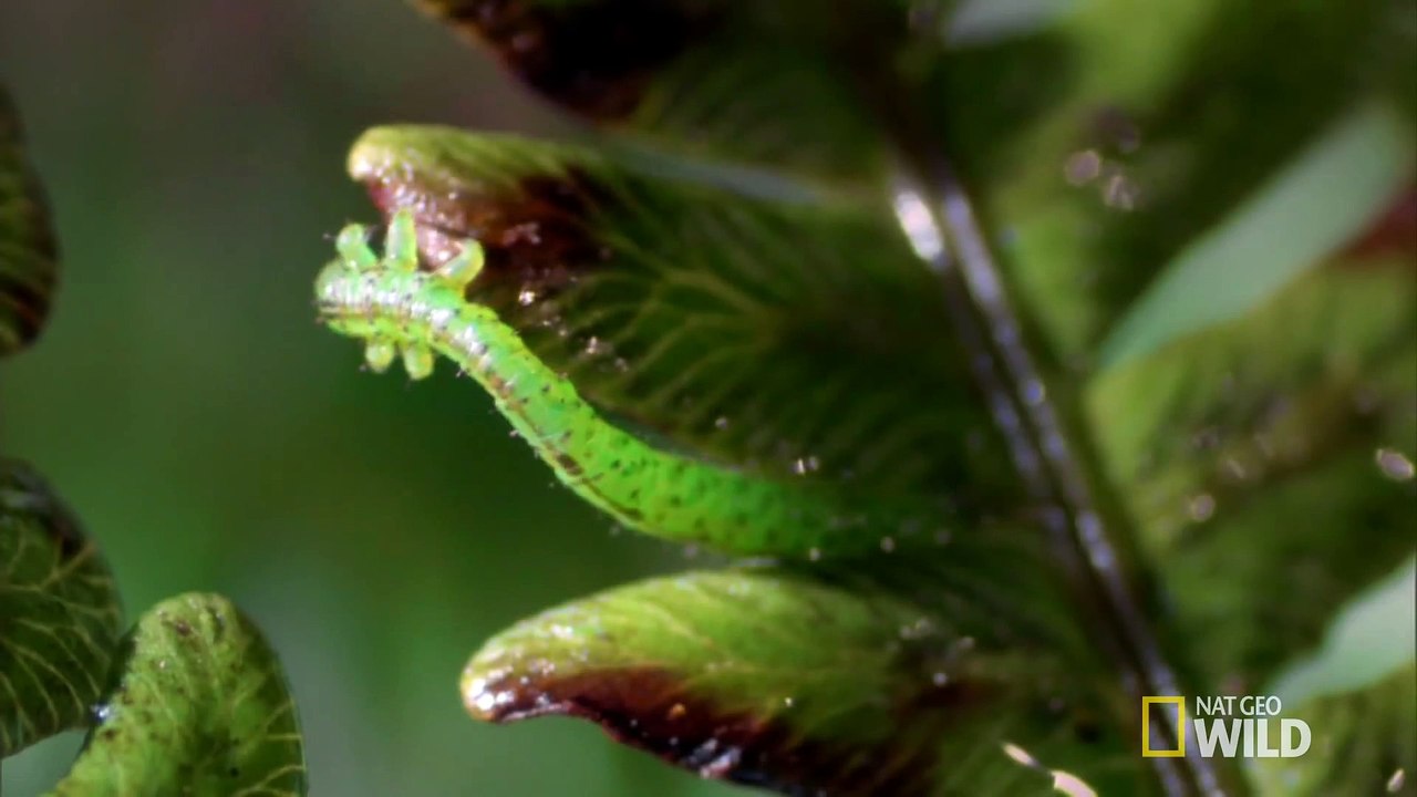 World's Weirdest - Carnivorous Caterpillars
