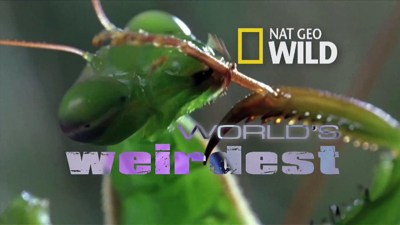 World's Weirdest - Deadly Mating