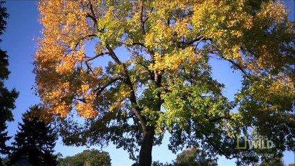 World's Weirdest - Deadly Praying Mantis Love