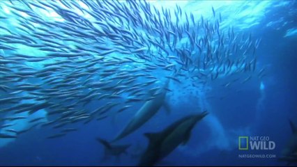 World's Weirdest - Dolphin Talk Decoded