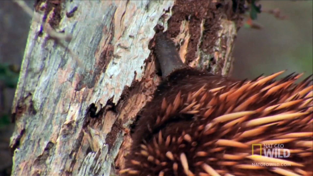 World's Weirdest - Echidna