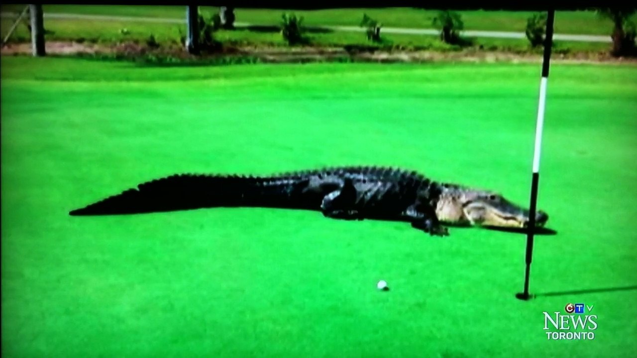 Alligator on the golf course!