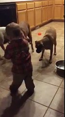 Um bebê, três cachorros e um laser