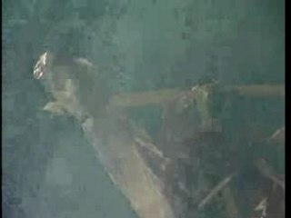 Asado de Cordero en Puerto Aysen