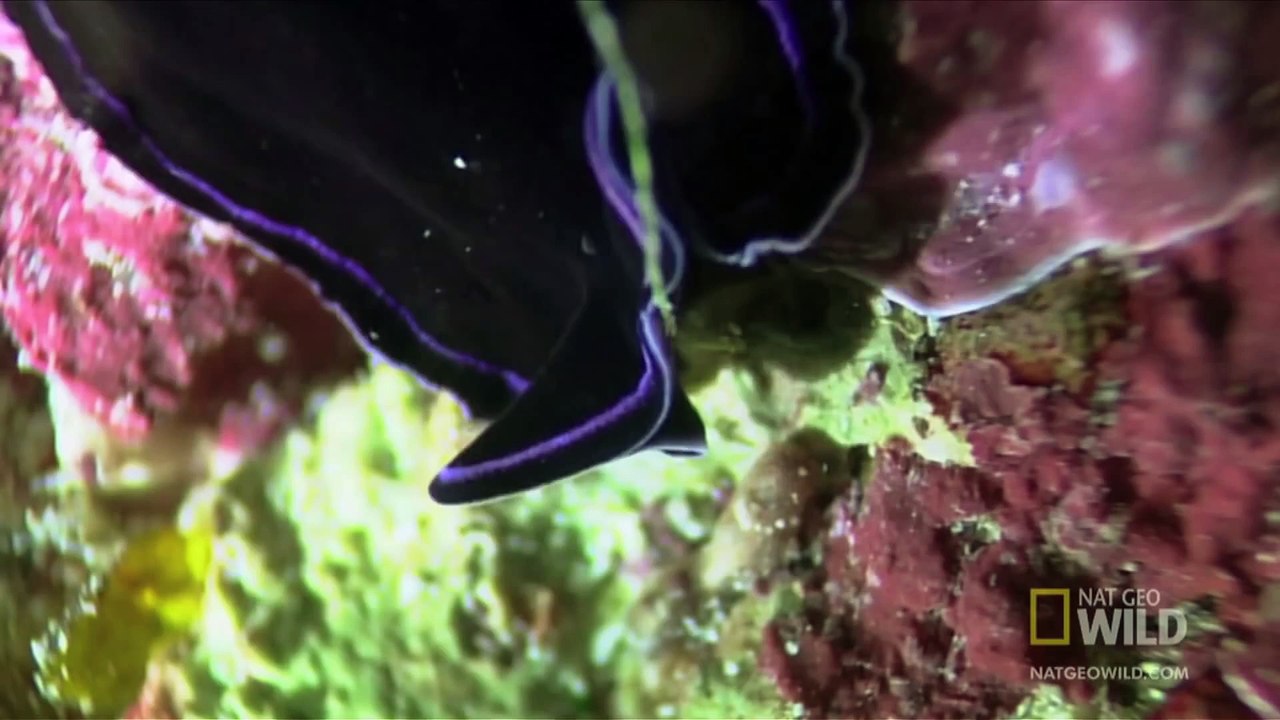 World's Weirdest - Flatworm Penis Fencing
