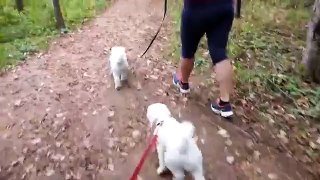 Bichon Frise Dogs walking on a Bicycle Course