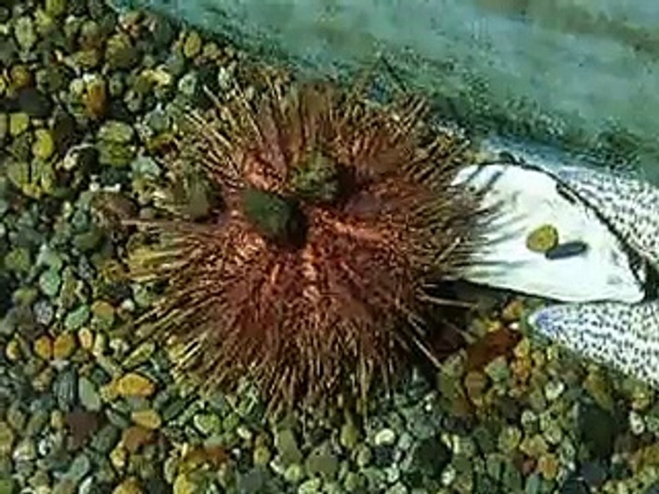 ウニ、うに（水族館、深海、ペット、海、動画、魚、生物）