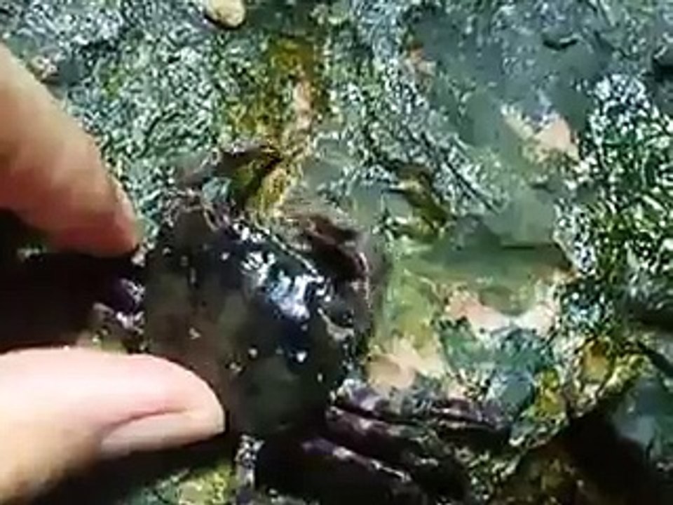 カニを捕まえた！（水族館、深海、ペット、海、動画、魚、生物）