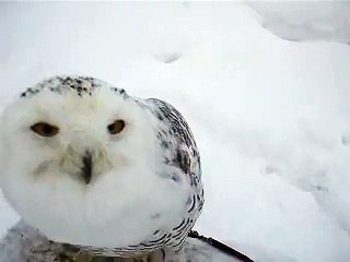 フクロウの叫び（動物園、ペット、動画、生物、犬、猫、動物、梟）