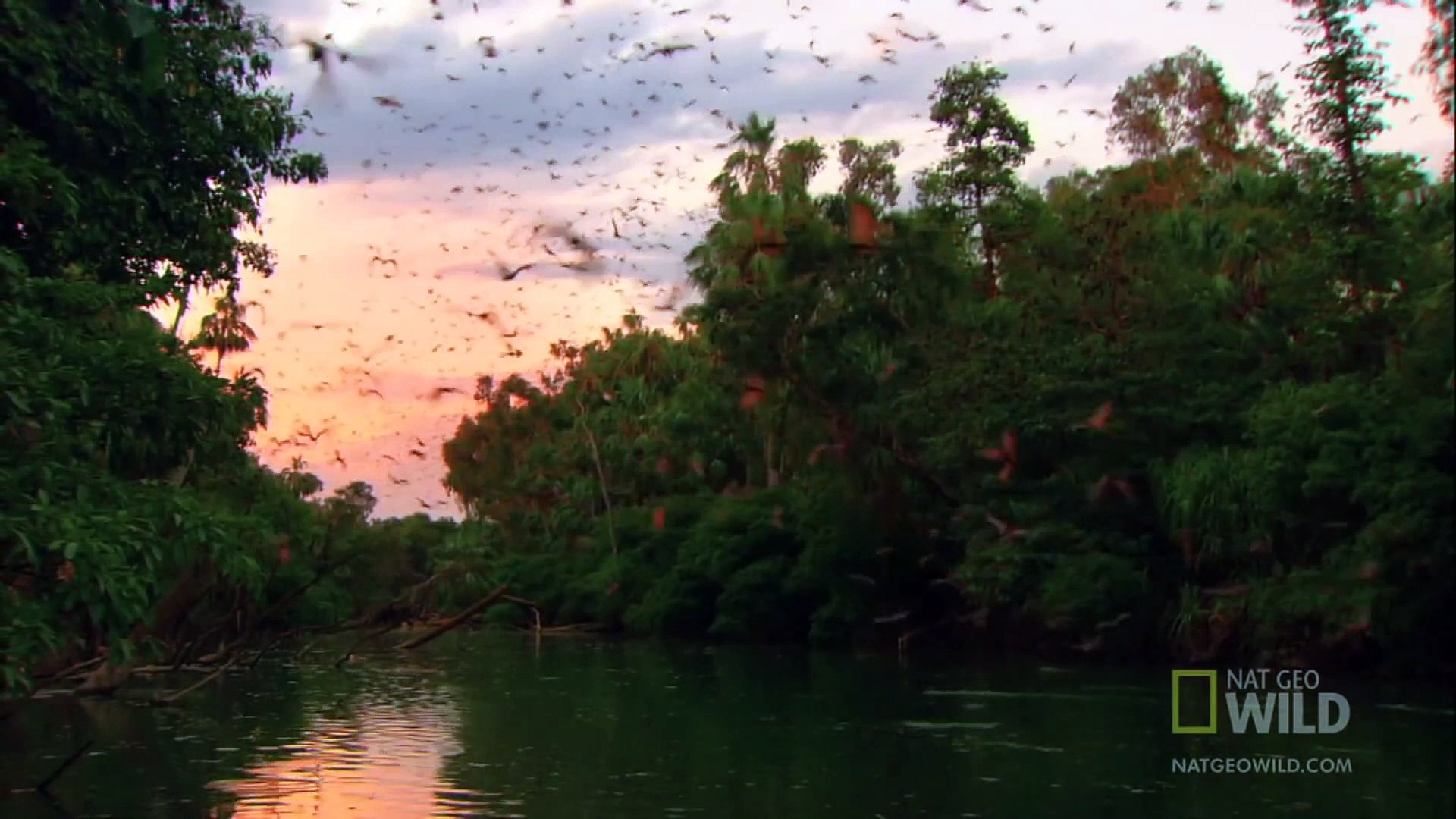 ⁣World's Weirdest - Flying Foxes