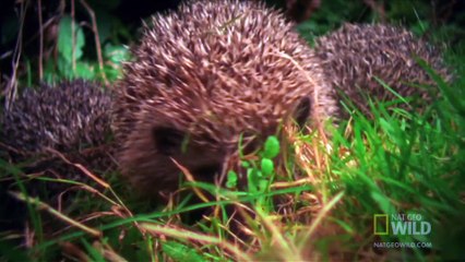 World's Weirdest - Hedgehogs Love Poisons