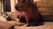 Friendly Capybara Enjoys Sharing Couch With Cat
