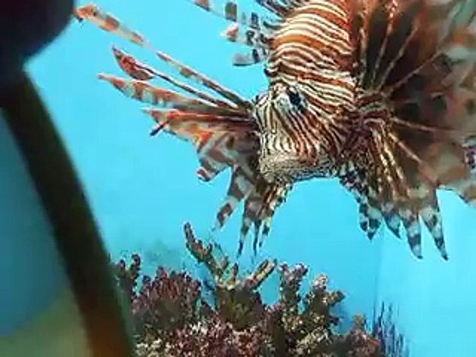 ミノカサゴと鏡（水族館、深海、ペット、海、動画、魚、生物）