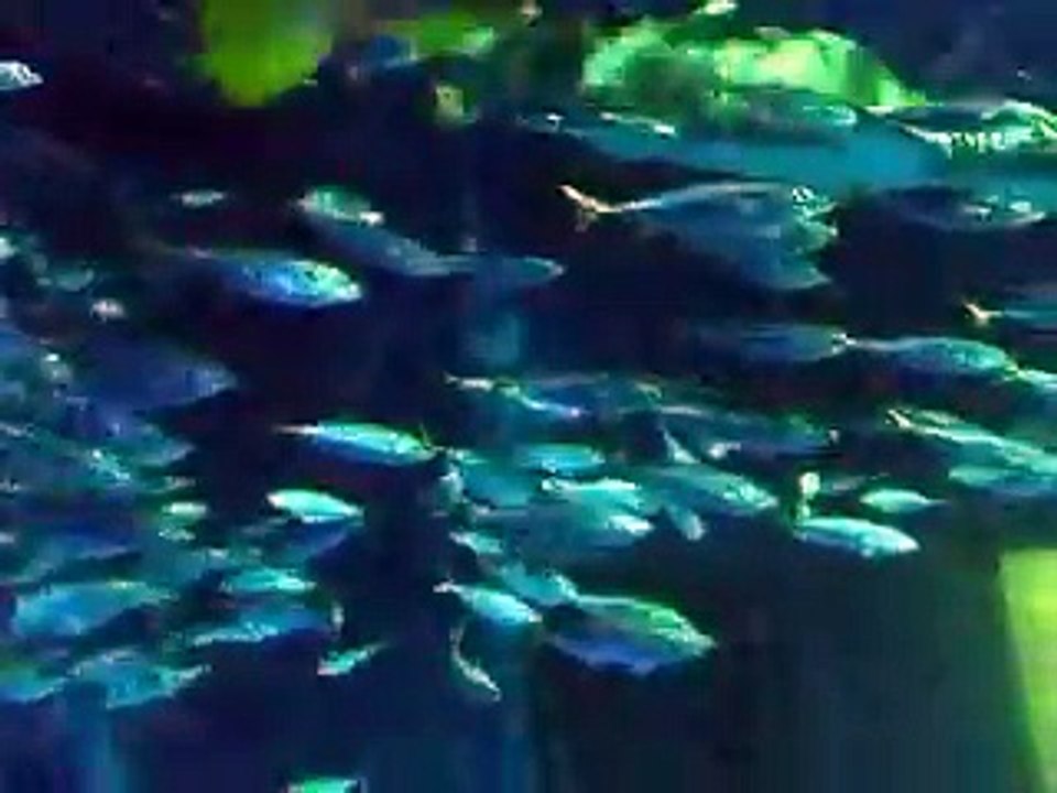 神秘の魚トンネル（水族館、深海、ペット、海、動画、魚、生物）