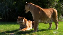 World's Weirdest - Lions, Tigers and Ligers!