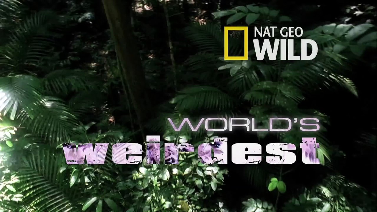 World's Weirdest - Naked Mole Rats