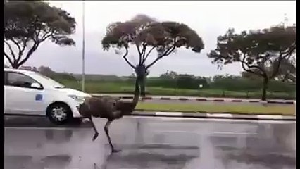 The Real Roadrunner Beep Beep