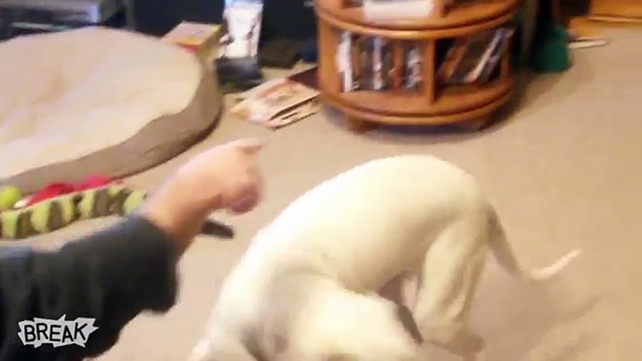 Break's Cutest Animals_ A Wins and Fails Compilation