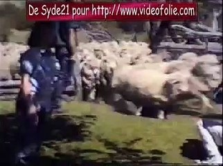 Sheep attacks on camera man