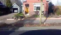 Un loup dans une ville des Pays-Bas