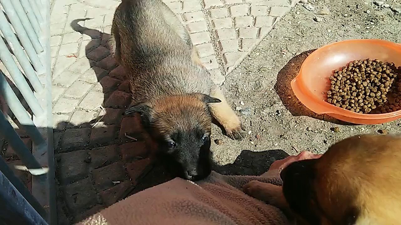 Be Aware H's @ Interaktion mit dem Züchter