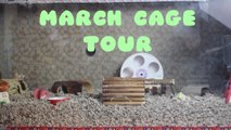 Hamster cage tour | March 2015