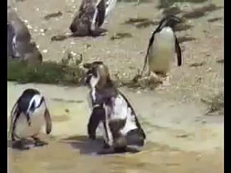 Too much active Penguin