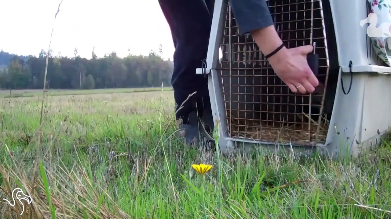 Des animaux goûtent à la liberté pour la première fois... Compilation de moments de bonheur!
