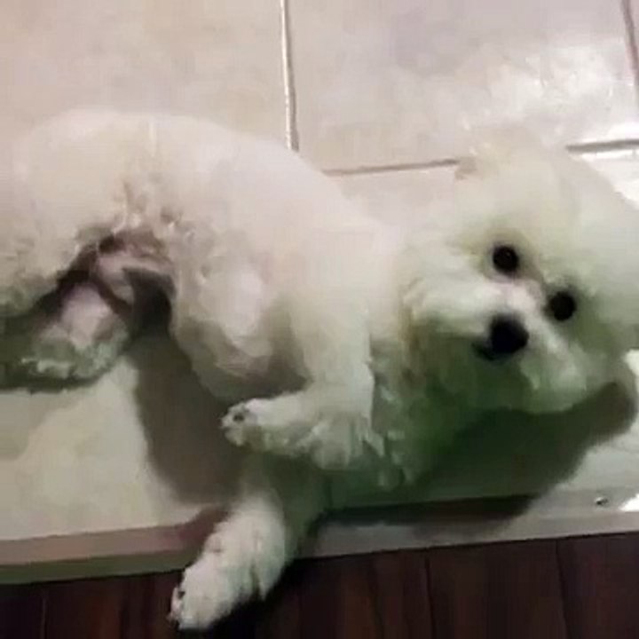 Bichon Frise doing dead dog trick