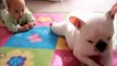 Videos   Baby And Dog Funny   Cute Dogs And Adorable Babies