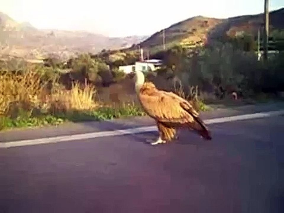 Vulture On The Road