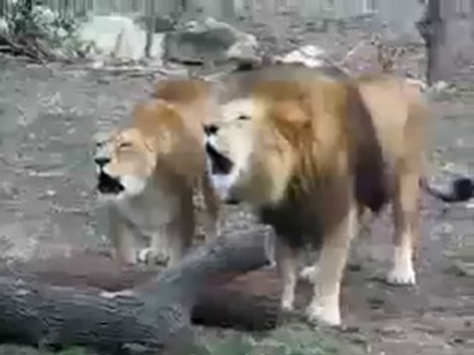 Lions Saying Allah