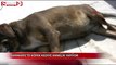 Marmaris'te köpek kedi yavrusuna annelik yapıyor