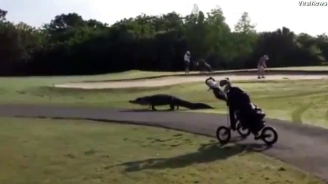 Balade d'un alligator sur un parcours de golf