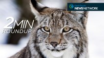 Busting myths, rewilding the lynx & a Simpsons goodbye