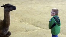 Llama spits on Funny Boy ! Funny !