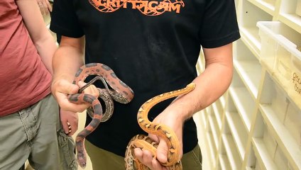 Thousands of Snakes   CrittaCam