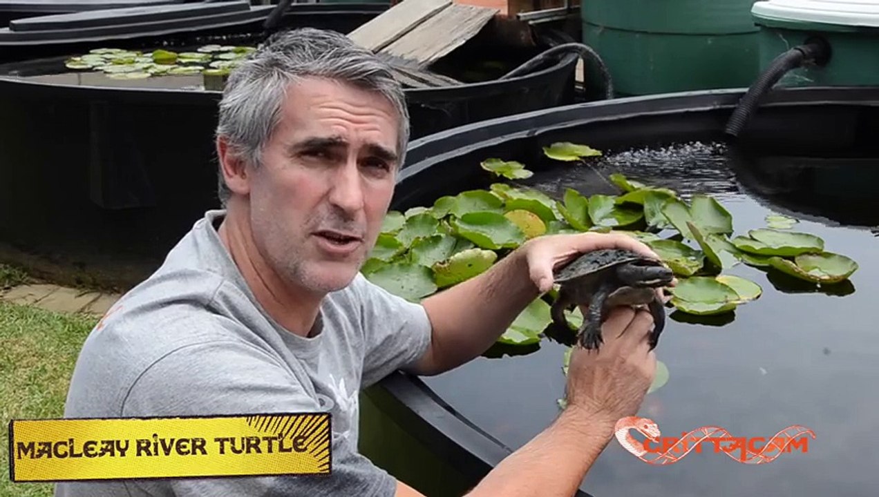 Turtle Power   CrittaCam