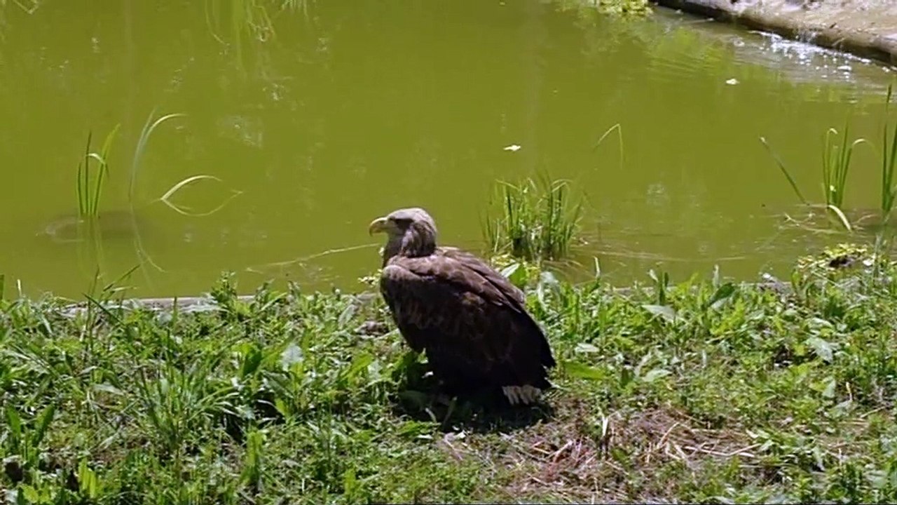 Freedom, l'envol d'un aigle, extrait 2
