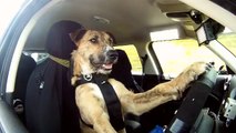 Meet Porter. The World's First Driving Dog.